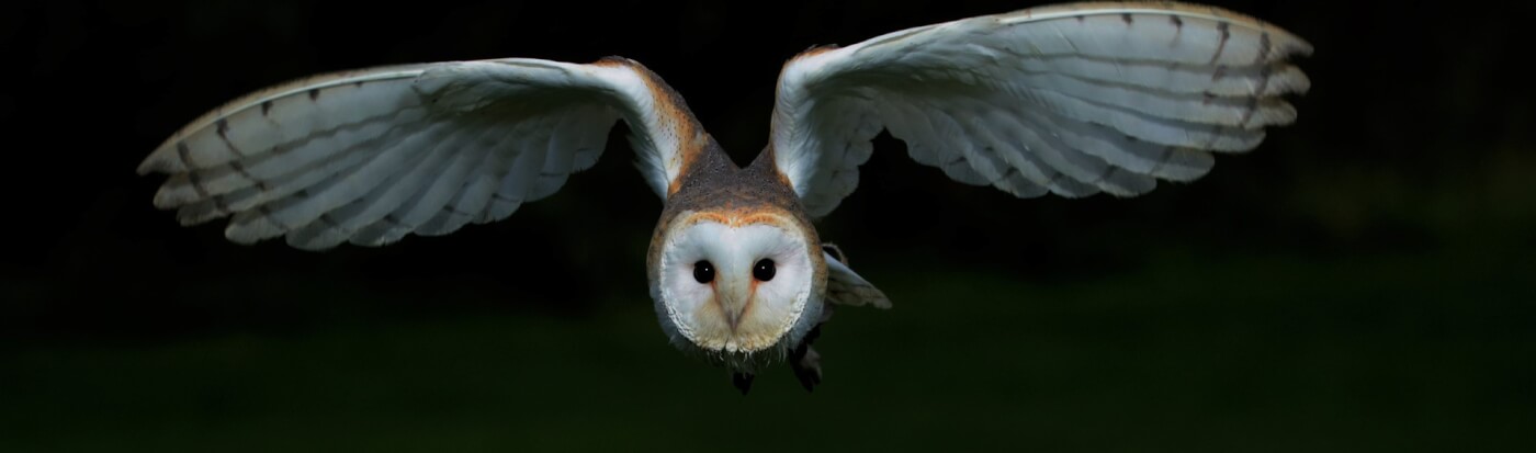 Morrismunch's tweet card. Help stop birds from suffering in cruel and useless experiments: This page makes it quick and easy to take action. What are you waiting for?