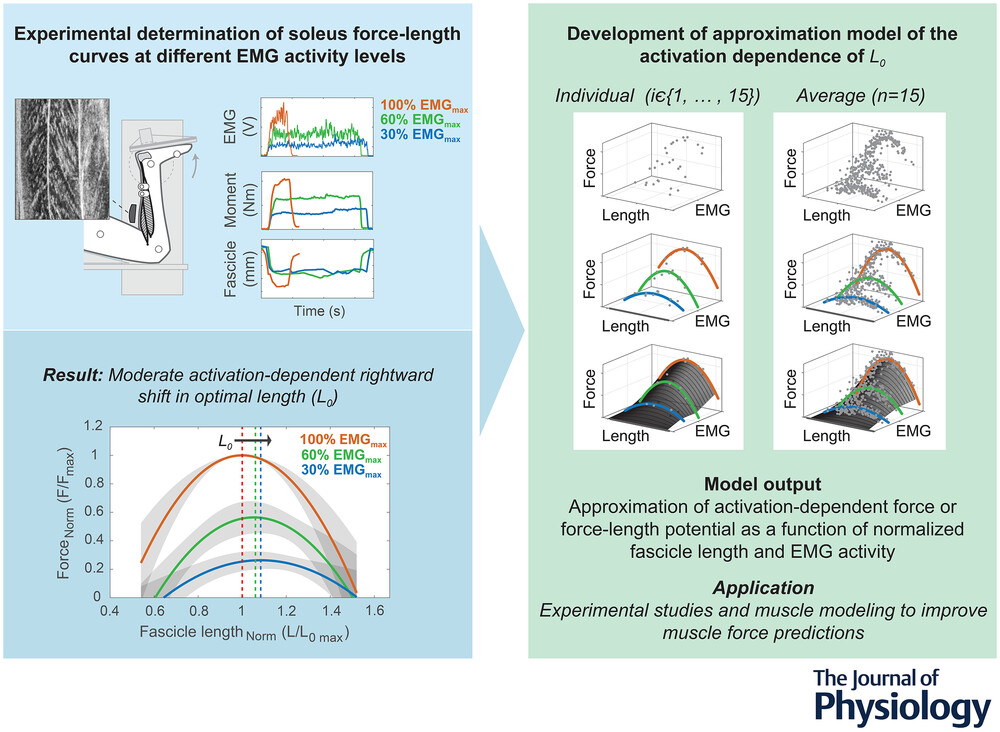 AngelidisAn's tweet card. Abstract figure legend To investigate activation-dependent shifts in optimal length (L0) of the human soleus muscle in vivo, we experimentally obtained, by a combination of dynamometry, ultrasound...