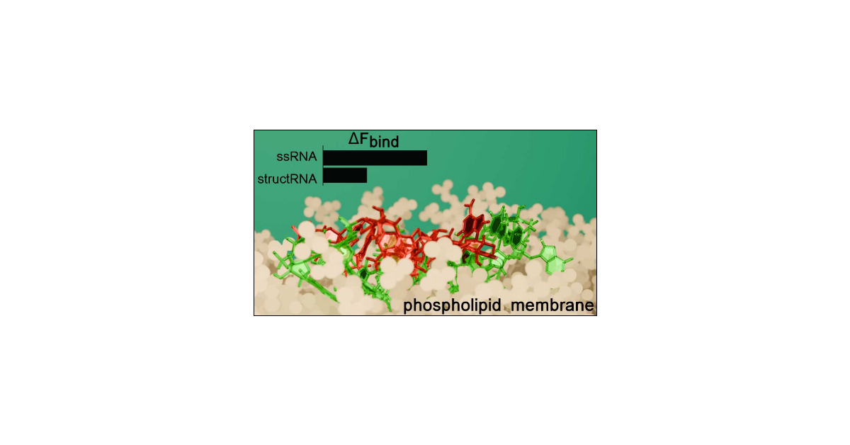 Magistrato_Lab's tweet card. RNA–membrane interactions are starting to emerge as an important organizing force in both natural and synthetic biological systems. Notably, RNA molecules were recently discovered to be present on...
