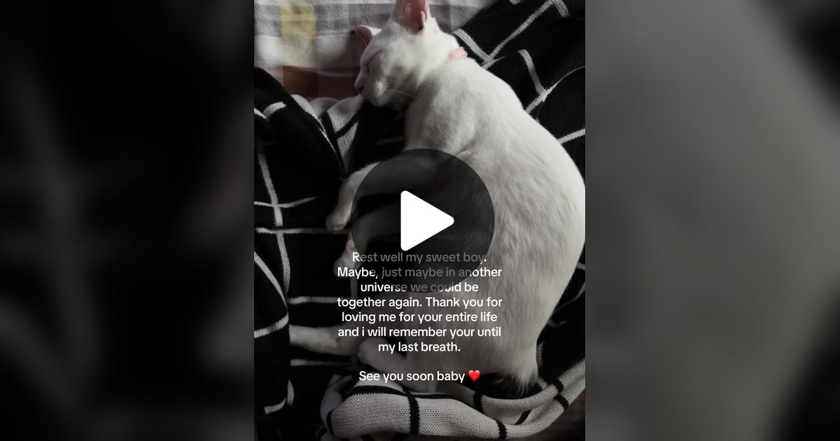 Reemarshub's tweet card. Check out CrazyCatLady’s video.