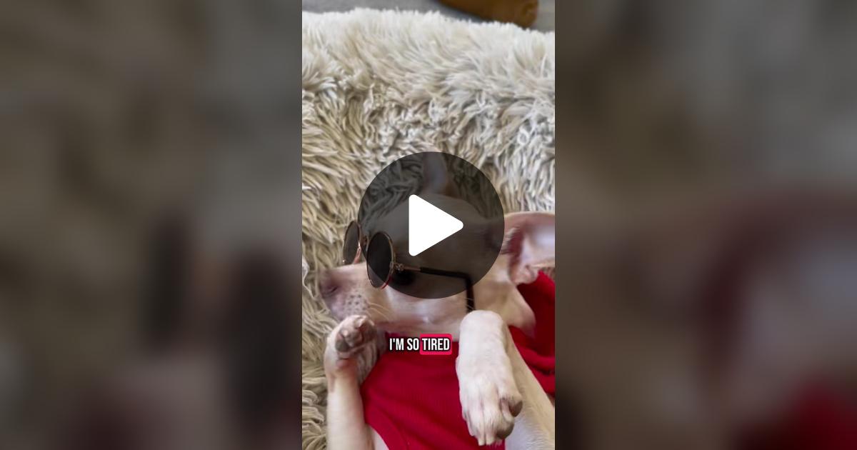 gilly923's tweet card. Check out Frankie the Chihuahua’s video.