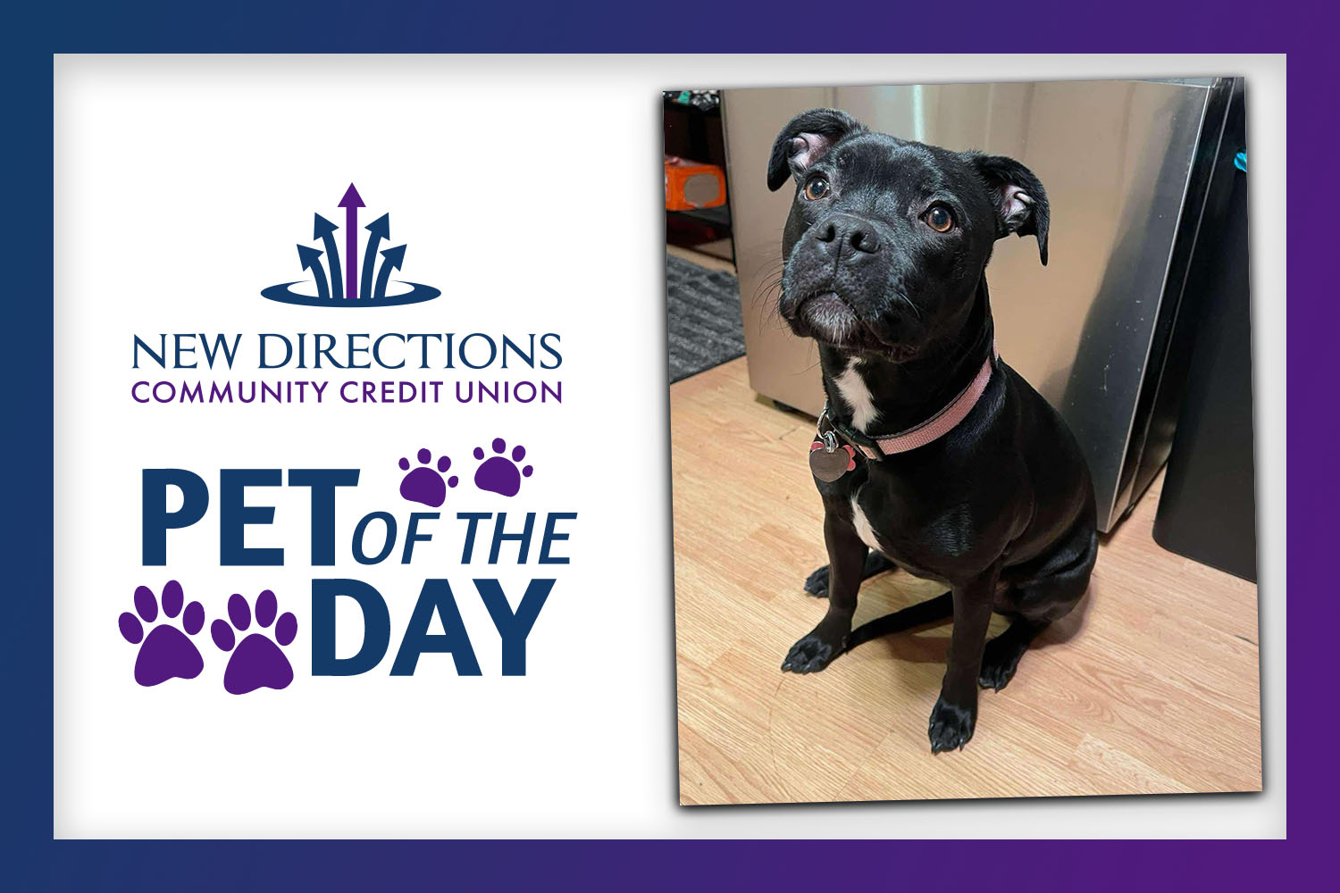 exploreVenango's tweet card. The adoptable pet of the day is sponsored by New Directions Community Credit Union…