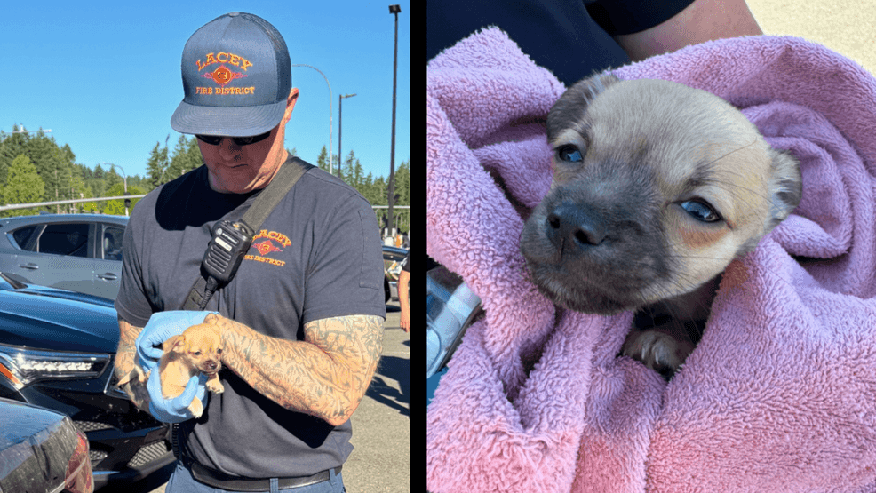 KUTV2News's tweet card. A tiny puppy in Lacey is recovering after firefighters used the overdosereversal drug Narcan to resuscitate him, and prosecutors say his owner now faces seriou