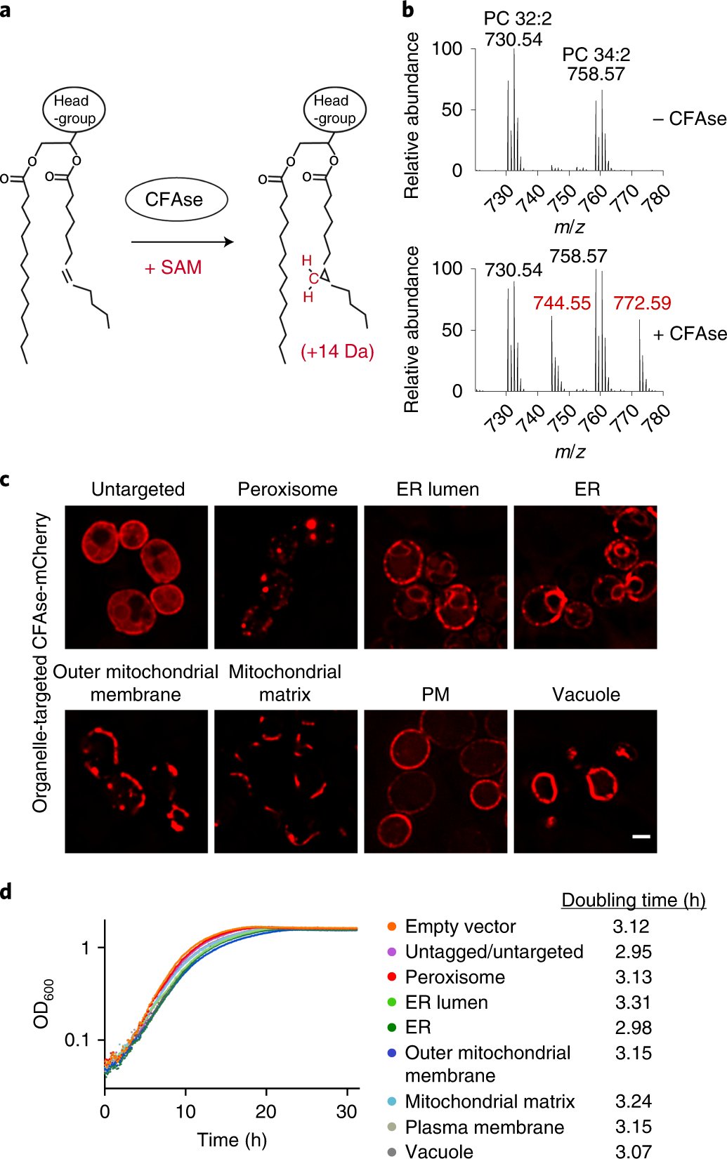 ATJohnPeter's tweet card. Nature Cell Biology - John Peter et al. develop METALIC (Mass tagging-Enabled TrAcking of Lipids In Cells), an approach to track interorganelle lipid flux in live cells using organelle-targeted...