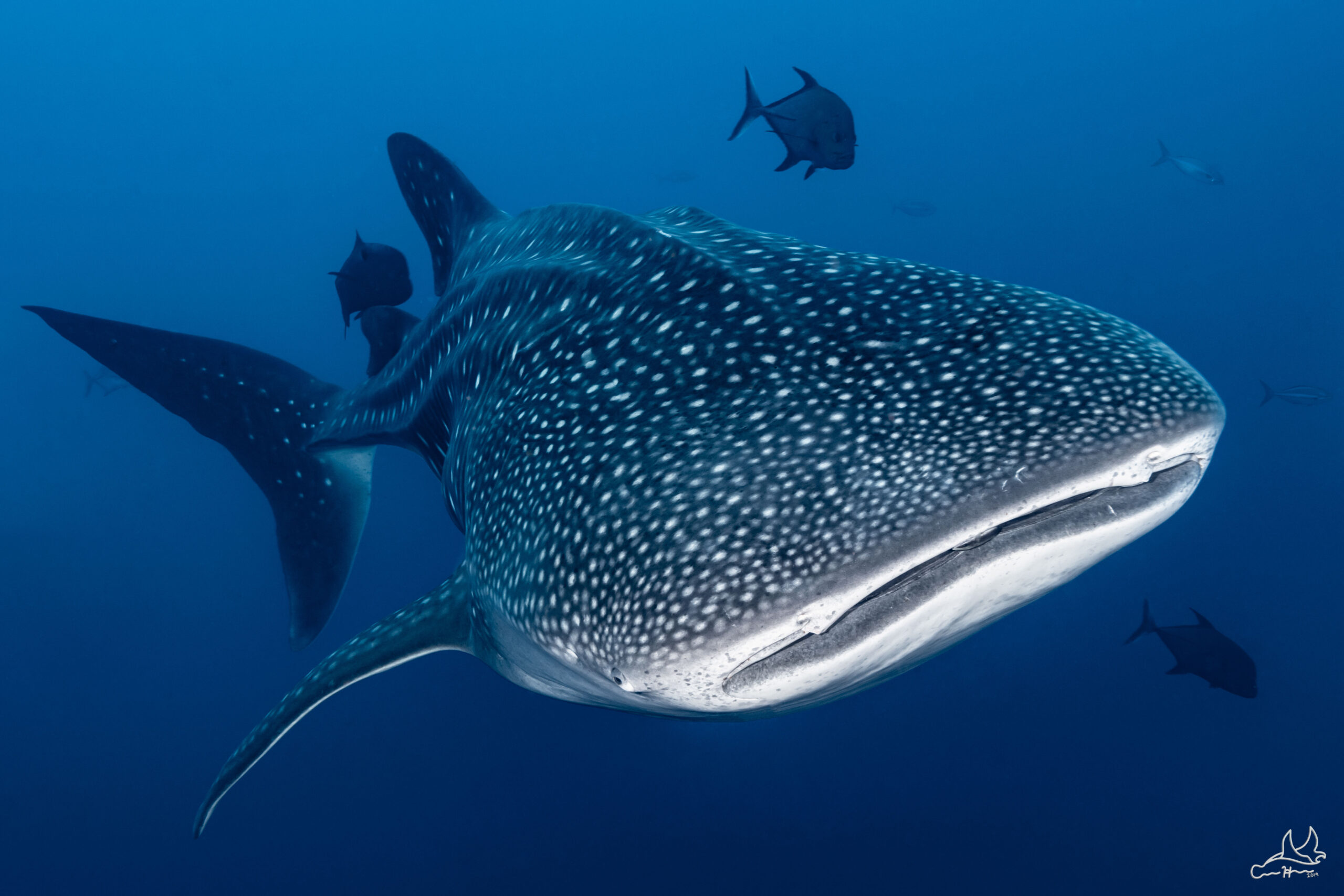 TheSimsLab's tweet card. To solve the mystery of where whale shark go to have their babies, researchers turn attentions to some very intriguing expanses of ocean.