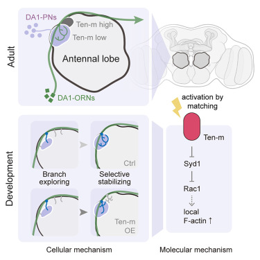 Raiseemhigh's tweet card. Synaptic partner matching in the fly olfactory circuit is achieved by selectively stabilizing axon branches by partner dendrites. Synaptic partner matching molecule Ten-m regulates this process by...