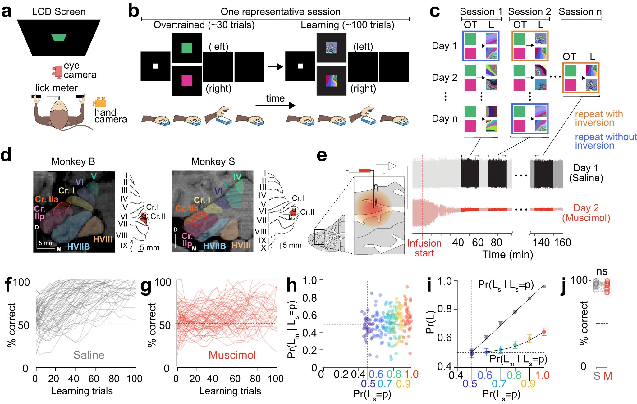 neurodreea's tweet card. Nature Communications - The extent of cerebellar contributions to non-motor learning remains unclear. Here, authors identify a cortico-cerebellar circuit in primates that plays a causal role in...