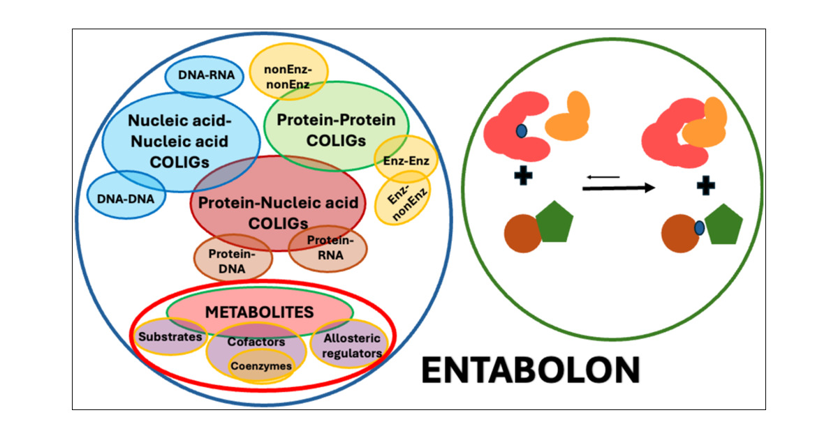 bharath_IGC's tweet card. Although there are over 100,000 distinct human metabolites, their biological significance is often not fully appreciated. Metabolites can reshape the protein pockets to which they bind by COLIG...