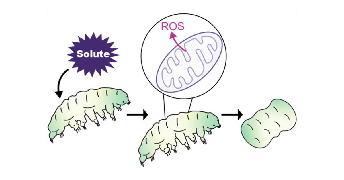 TardigradaN's tweet card. Tardigrades are microscopic invertebrates renowned for their ability to survive extreme environmental stress such as radiation, extreme temperatures, and desiccation. Yet, the biochemical mechanisms...