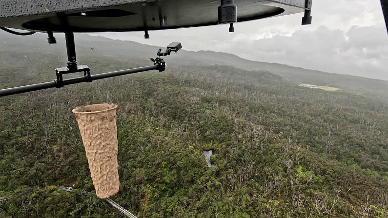 Symbionticism's tweet card. In an urgent effort to save Hawaii’s critically endangered native birds, drones are now being used to drop thousands of lab-bred mosquitoes into the island