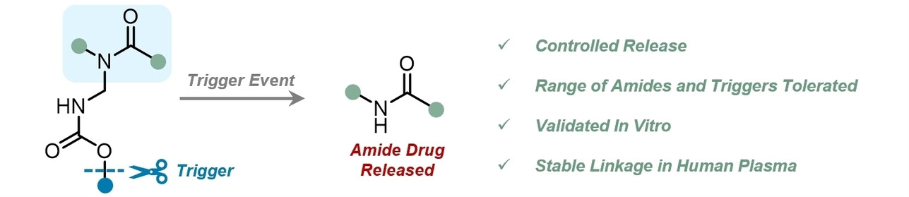 DavidWorley94's tweet card. Methodologies for the self-immolative release of amide motifs remain scarce despite the prevalence of amides in molecules. Herein, is presented a general and comprehensive strategy for the selective...