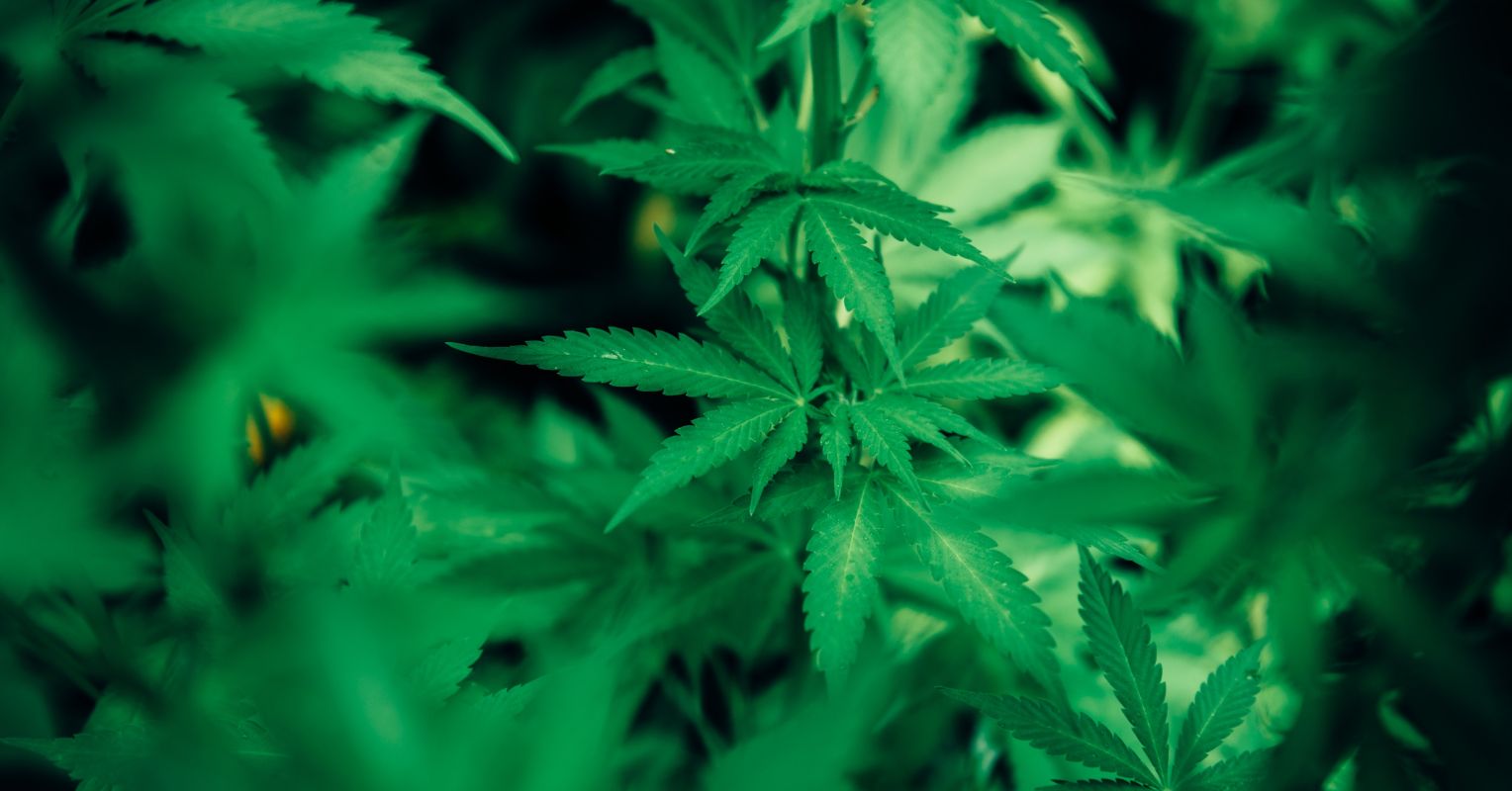 lynnoc's tweet card. Levels of THC have been rising steadily in the past decades, making marijuana more addictive and more dangerous. Younger consumers risk higher rates of psychiatric illnesses.