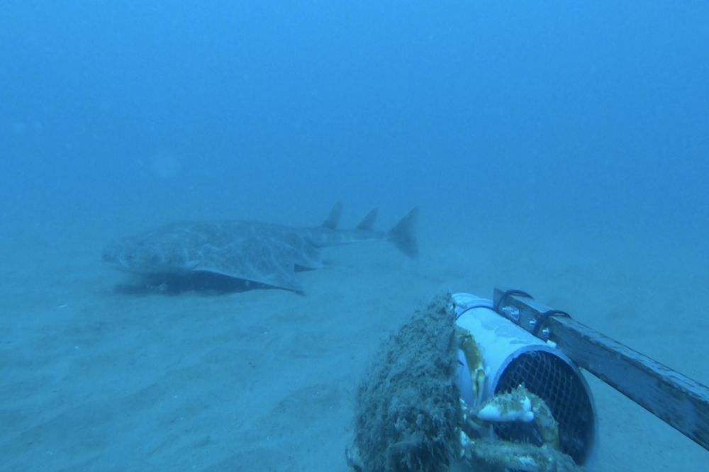 lawt_d's tweet card. One of the Wildlife Trust’s underwater cameras off the coast of Wales has captured footage of a critically endangered shark. The Wildlife Trust of South & West Wales revealed the sighting of the rare...