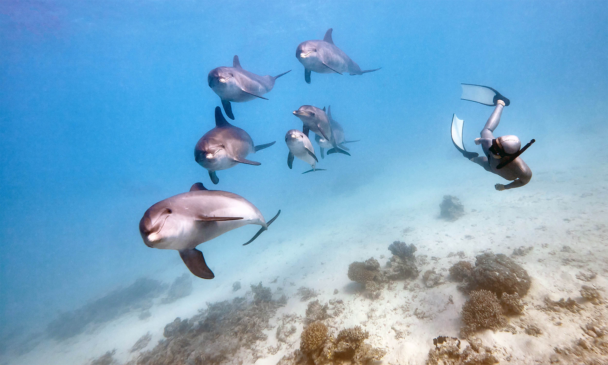 funkingmajic's tweet card. Scientists mapped dolphin and whale brains to uncover how echolocation works, revealing they may use sound more like touch than sight.