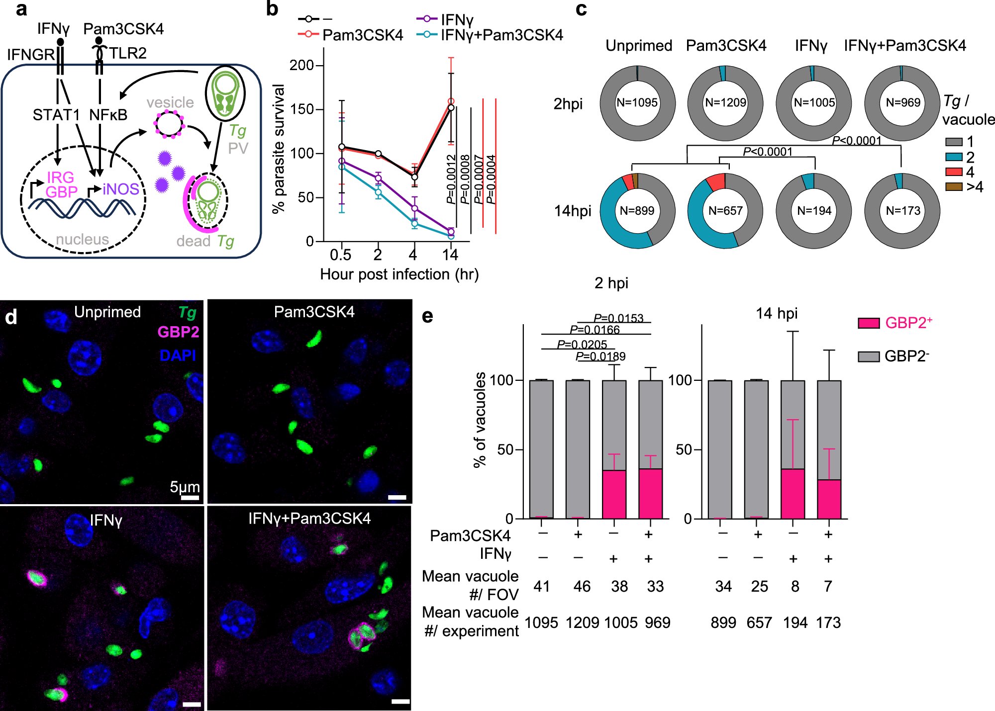 ewald_lab's tweet card. Nature Communications - IFNγ-inducible guanylate binding proteins (GBPs) recognize the Toxoplasma gondii vacuole during infection. Here, the authors report that inducible nitric oxide synthase...