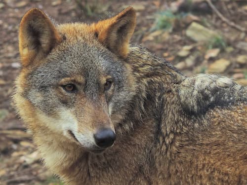 FondoLobo's tweet card. Iniciativa para la protección del lobo contra la ofensiva legislativa