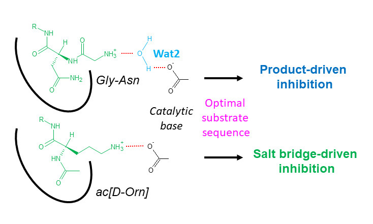 I2BCParisSaclay's tweet card. Peptides fitting the optimal human NMT Gly-myristoylation recognition pattern act as potent inhibitors. Lys-myristoylation-based inhibitors from these peptides were designed. Each series’ inhibitory...