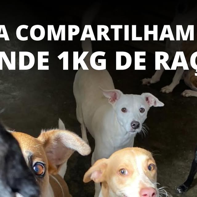neusadel's tweet card. 🐾 ONG DAS PATINHAS 🐾 (@ongdaspatinhas) • Instagram photo