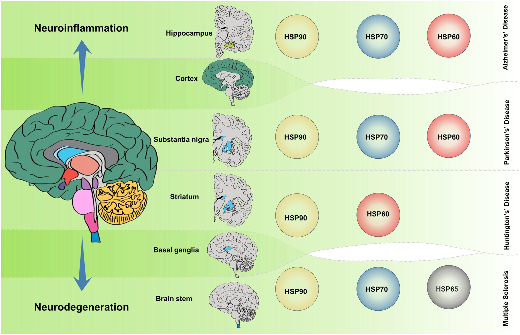 myShailens's tweet card. This article summarizes the complex role of heat shock proteins (HSPs) in neurodegenerative disease progression. Several brain regions such as the hippocampus, cortex, basal ganglia, and brain stem...
