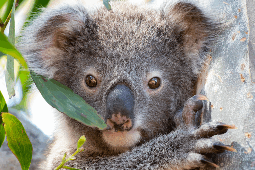 Friends_Koala's tweet card. Celebrate World Conservation Day 2025 with 10 impactful ways to help protect koalas and their habitat now and into the future.