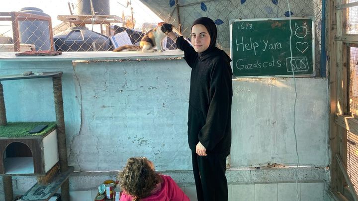 Yara_and_cats's tweet card. I am Yara from Gaza, my brother Faraj, my friends and I have been working since 2021 to re… Redouane C needs your support for Help Yara save Gaza's stray cats