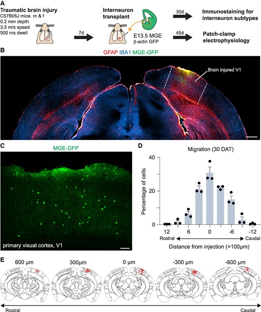 hunt_lab's tweet card. Abstract. Inhibitory interneurons are critical regulators of visual circuit function and plasticity, but they are partially lost after brain injury. It has