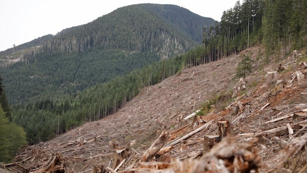 MondoABx's tweet card. A new study from the University of British Columbia suggests that clearcut logging can make catastrophic floods up to 18 times more frequent with effects that can last more than 40 years.