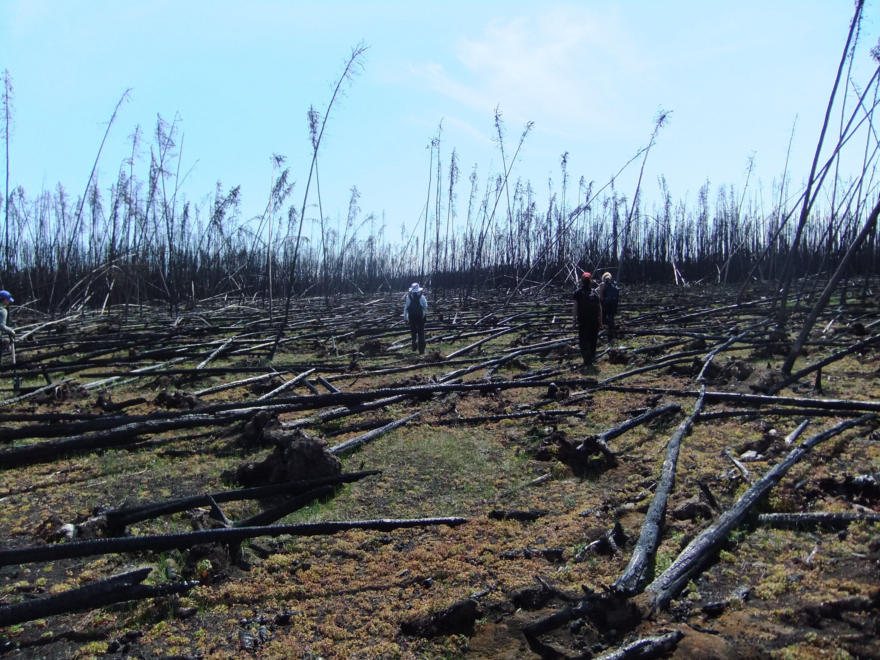 ecochangegroup's tweet card. Climate change is at a point where vast carbon stores inside forests and permafrost are being unlocked. A gathering in Yellowknife will look at what to do.