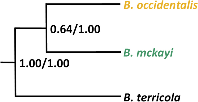 bramic21's tweet card. Conservation Genetics - Accurate species delimitation is critical to identifying the conservation status of species. Molecular species delimitation methods have revealed previously unrecognized...