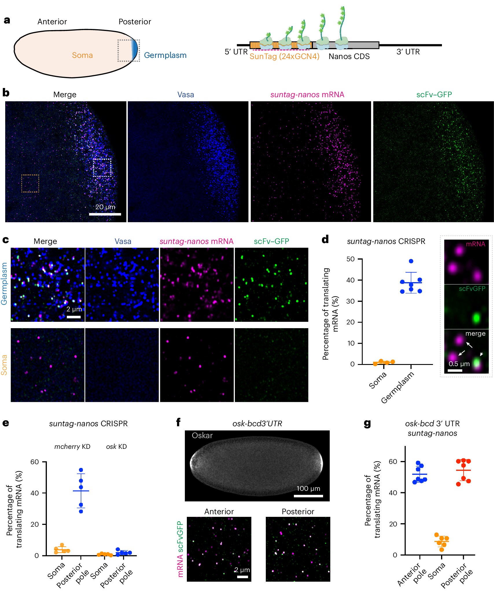 REMLehmann's tweet card. Nature Cell Biology - Chen et al. perform single-molecule imaging of translation at ribonucleoprotein (RNP) granules. They show that RNP granule surfaces are sites of nanos mRNA translation,...