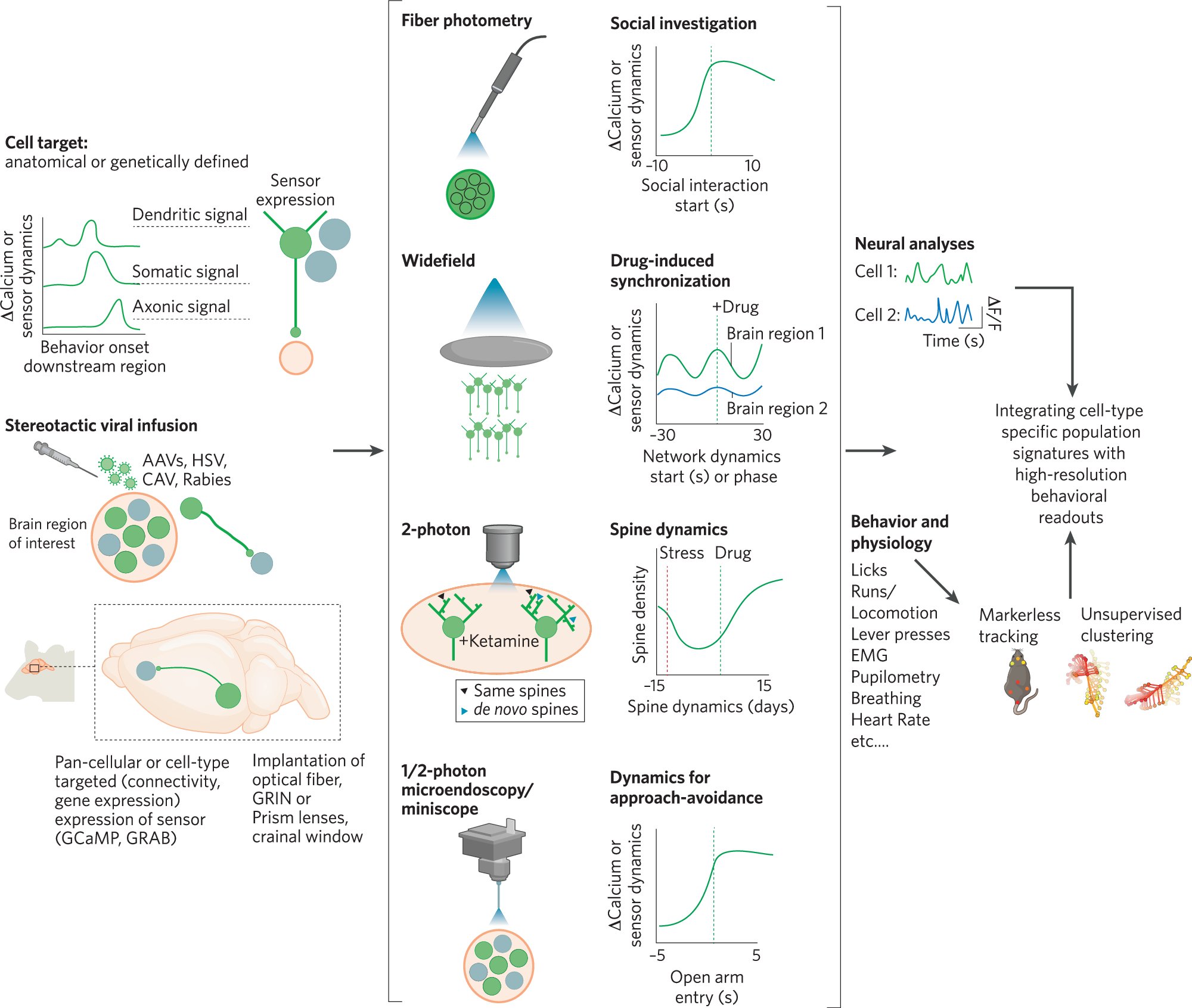 mmgergues's tweet card. Neuropsychopharmacology - Identifying dysfunctional cell types and circuits in animal models for psychiatric disorders with calcium imaging