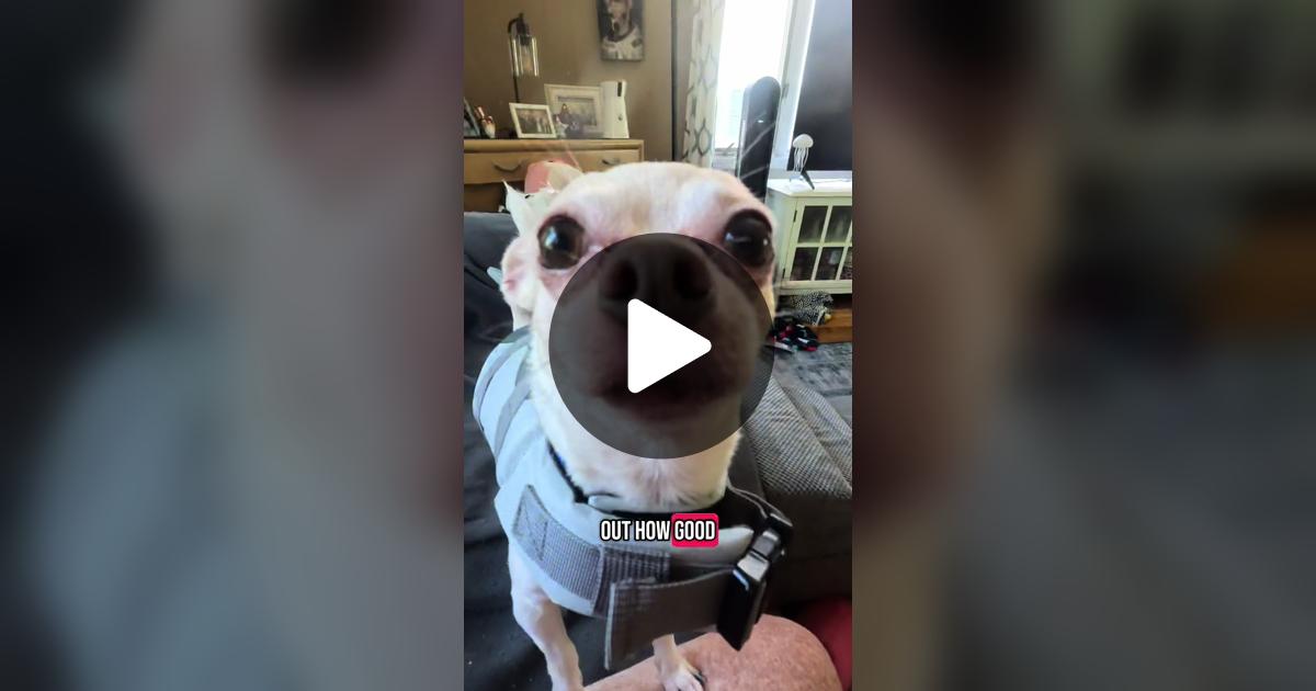 gilly923's tweet card. Check out Frankie the Chihuahua’s video.