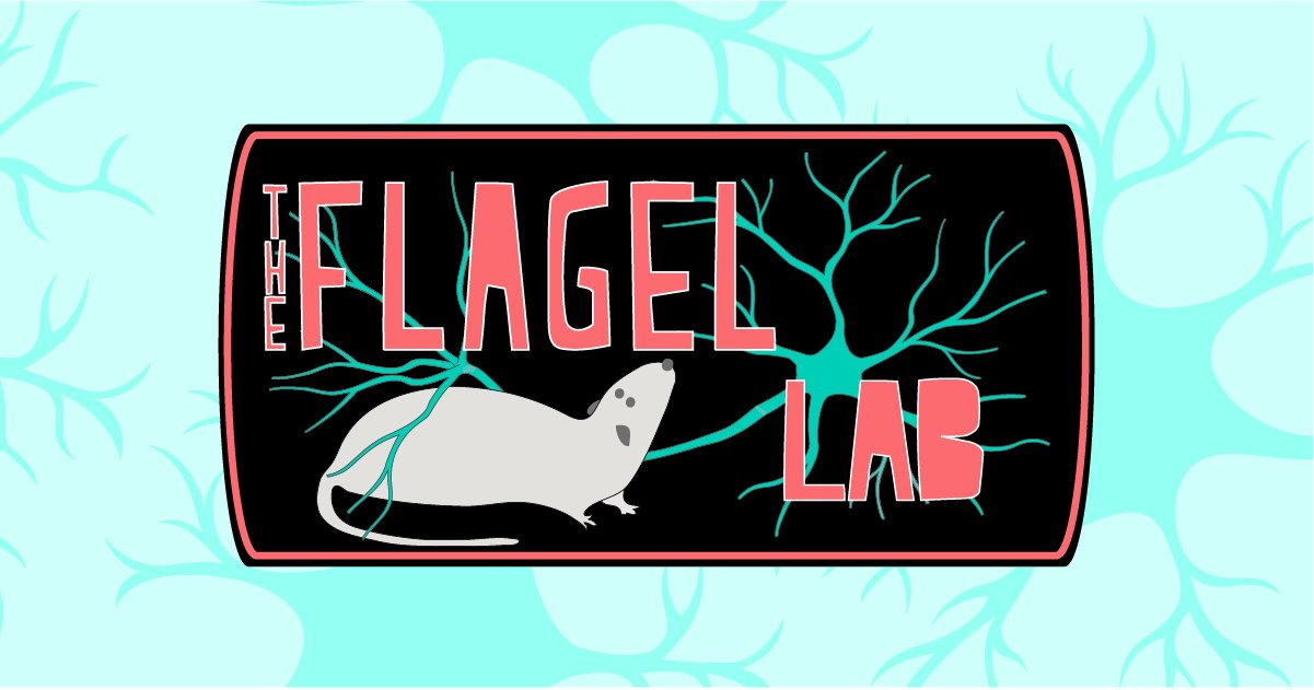 Flagel_Lab's tweet card. The Flagel lab investigates the psychological processes and underlying neural circuitry behind individual differences in motivated behavior.