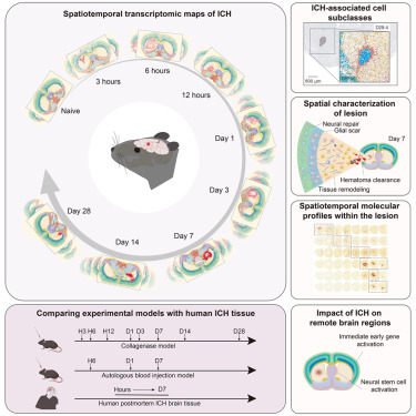 ST_Omics's tweet card. Xiang et al. generated and demonstrate the utility of a spatiotemporal transcriptomic atlas of intracerebral hemorrhage (ICH) at single-cell resolution across 9 time points between 3 hours and 28...