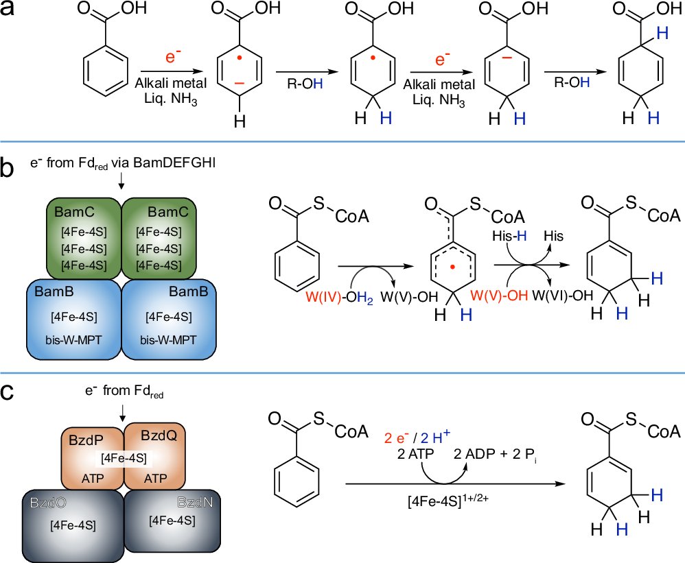 AJPierik's tweet card. Nature Communications - Class I and II benzoyl-coenzyme A reductases offer a mild biological alternative to the alkali metal- and ammonia-dependent Birch reduction, a classical synthetic method for...