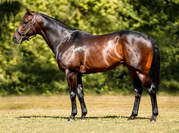 BreednetNews's tweet card. Breeders will have a timely chance to invest in one of Australia’s most exciting young stallions next week, with two individual stallion shares in Cool Aza Beel to be offered via the Magic Millions...