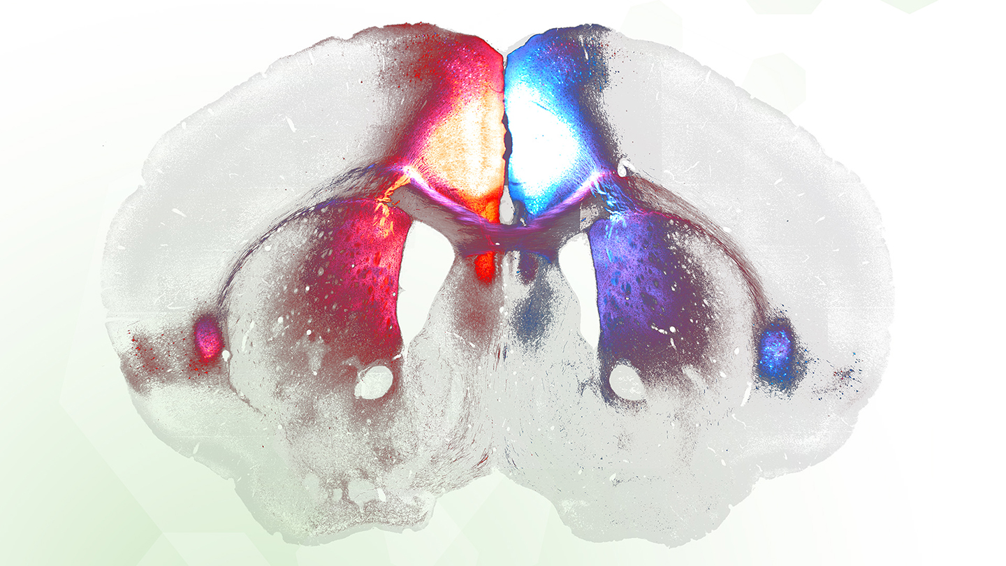 EDNE_EPFL's tweet card. Neuroscience has been heralded as one of the last biological frontiers... And we agree! Here, at the doctoral program of Neuroscience at EPFL, we push this frontier to discover the underlying...