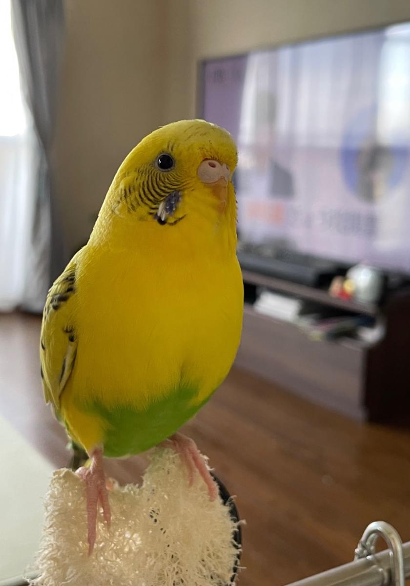 Hocchama's tweet card. 2025/7/27、千葉県 佐倉市西志津で迷子になった鳥のピーコちゃんです。目撃、保護、似た鳥を拾って育ててる方はご連絡下さい。