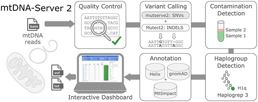 whansi's tweet card. Abstract. Over the past decade, mtDNA-Server established itself as one of the most widely used variant calling web-services for human mitochondrial genomes
