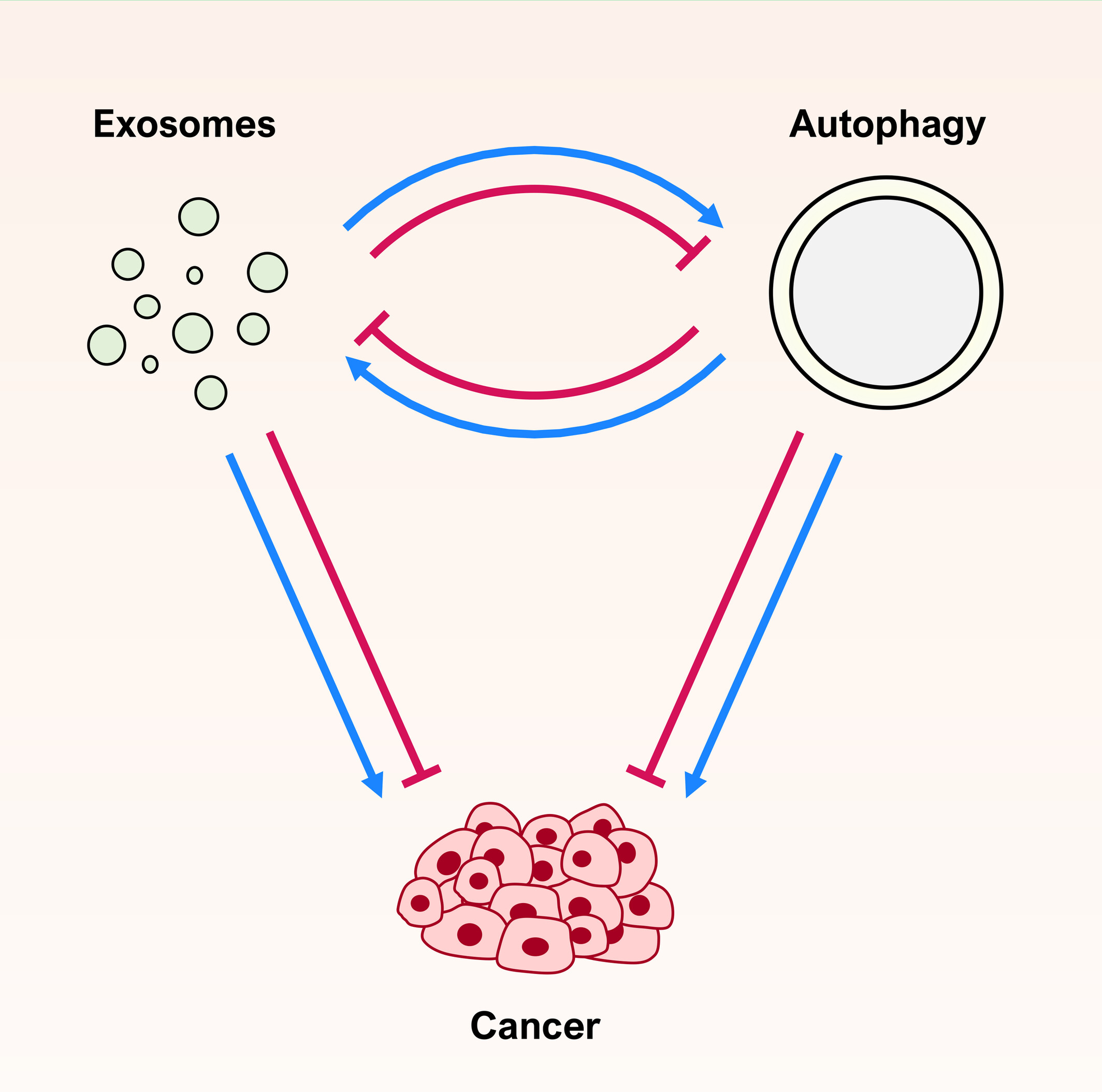 AUSISgroup's tweet card. Cancer remains one of the leading causes of death worldwide. Despite remarkable progress in prevention, diagnosis, and therapy, the incidence of certain types of cancer persists, urging the identif...
