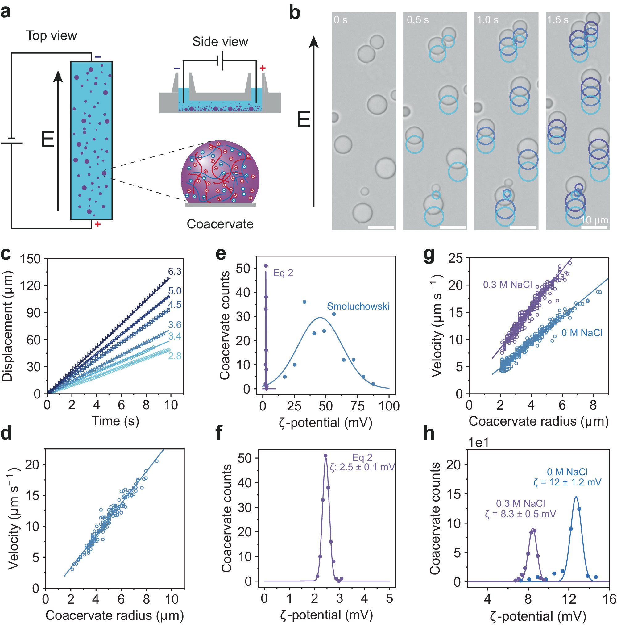 SpruijtLab's tweet card. Nature Communications - The surface charge and ζ-potential of biomolecular condensates is key to their interactions with membranes and proteins. Here, the authors developed a method to...
