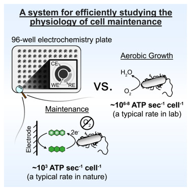flamholz's tweet card. Anaerobic phenazine cycling by an opportunistic bacterial pathogen supports a low-power, non-growth metabolism that lends itself to quantitative and mechanistic study of maintenance physiology.