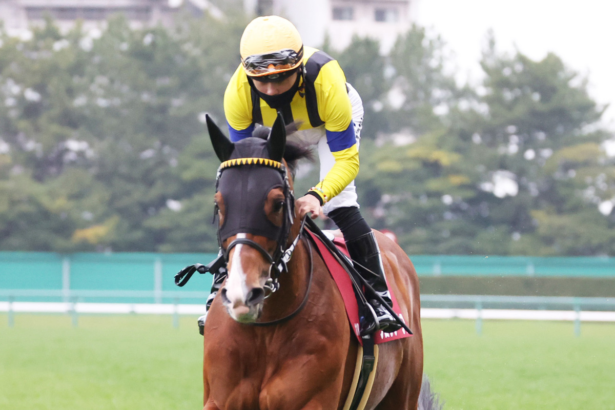 gachapeer's tweet card. ２０２３、２４年の金鯱賞連覇などＧⅡを３勝しているプログノーシス（牡７・中内田）が、現役を引退することになった。２８日に社台サラブレッドクラブがホームページで明らかにしたもので、今後は種牡馬入りする