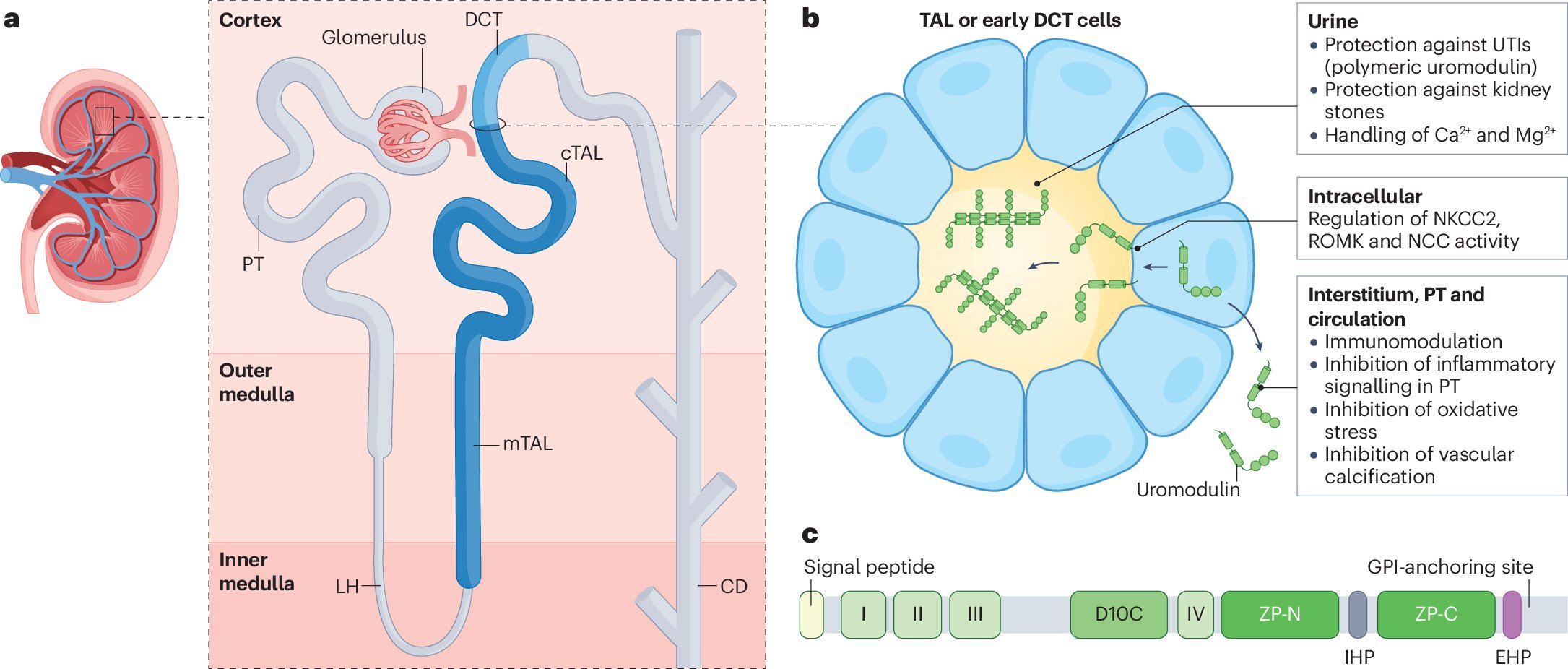 AshkarLab's tweet card. Nature Reviews Nephrology - In this Review, the authors examine advances in uromodulin biology, including the existence of non-polymeric forms of the protein, its versatile functions, crosstalk...