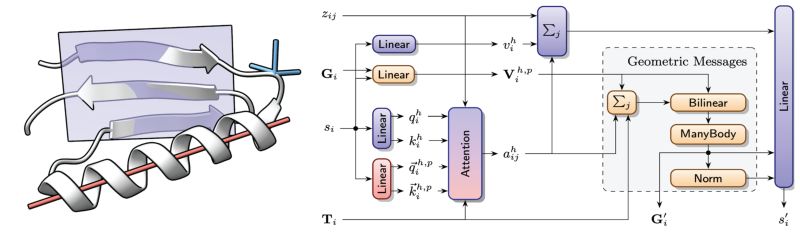 JanStuehmer's tweet card. Super excited to announce our #neurips2024 paper, "Generating Highly Designable Proteins with Geometric Algebra Flow Matching" that we are presenting next Thursday. We introduce a generative model...