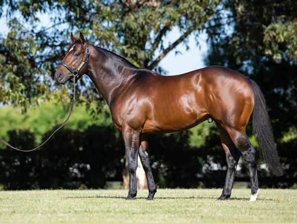 BreednetNews's tweet card. Off the back of an impressive two length victory over 1000m at Toowoomba at the end of June, the month between runs didn’t pose any issues as the Michael Nolan trained Lucky Vega (IRE) gelding I’m...