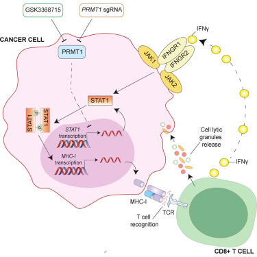 JohnstoneRicky's tweet card. PRMT1 negatively regulates STAT1-driven MHC-I expression and can be targeted to enhance the efficacy of cancer immunotherapy.