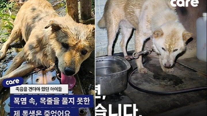Morrismunch's tweet card. Make Compassion Legal: Demand Korea Recognize Emergency Animal Rescue as a Protected Right