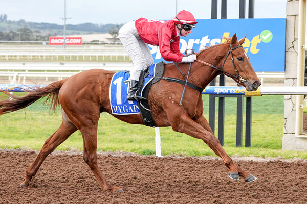 BreednetNews's tweet card. With four jumpouts under her belt, winning the last three, Tony and Calvin McEvoy's Hanseatic filly Audio Pop Cam was too good for her rivals, starting favourite to win the Unox Casa Maiden Plate...