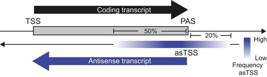 Meena_ShivK's tweet card. Genes that host antisense transcripts are often stress-responsive and important for plant stress acclimation, even though their mRNA steady-state level is
